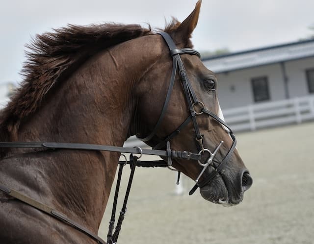 up close photo of a horse wearing a bridal in a corral